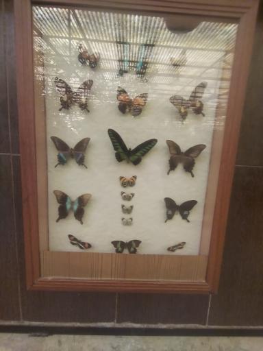 عکس باغ پروانه ها