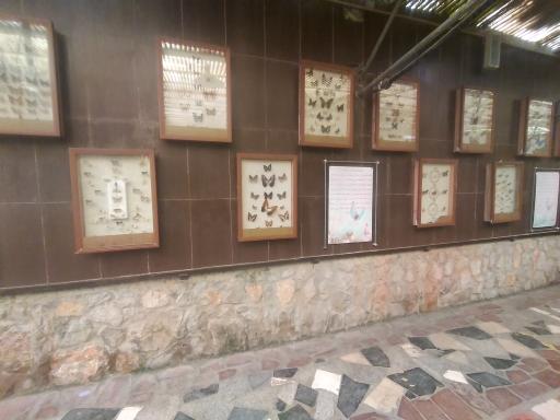 عکس باغ پروانه ها