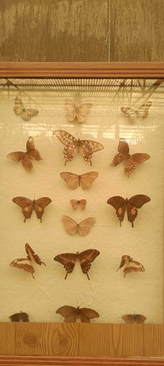 عکس باغ پروانه ها