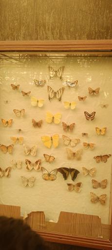 عکس باغ پروانه ها