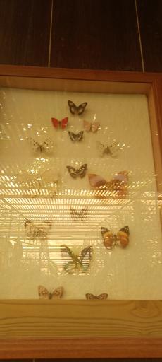 عکس باغ پروانه ها