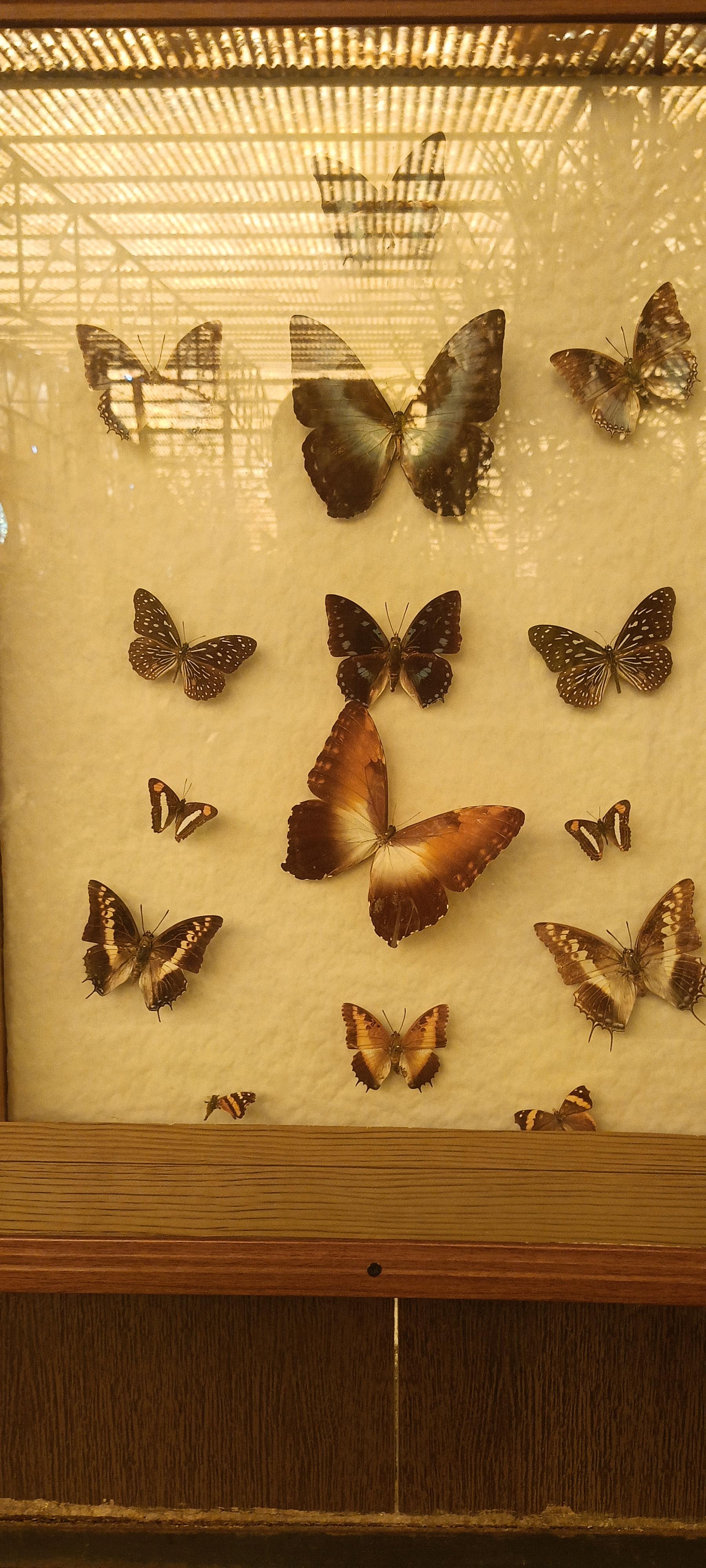 عکس باغ پروانه ها