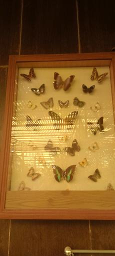 عکس باغ پروانه ها