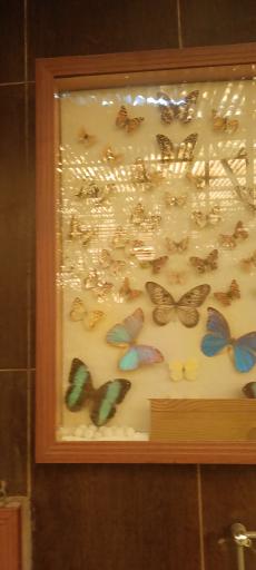 عکس باغ پروانه ها