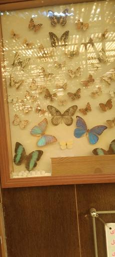 عکس باغ پروانه ها