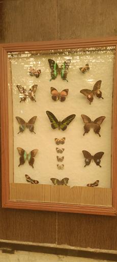 عکس باغ پروانه ها