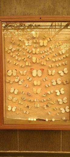 عکس باغ پروانه ها