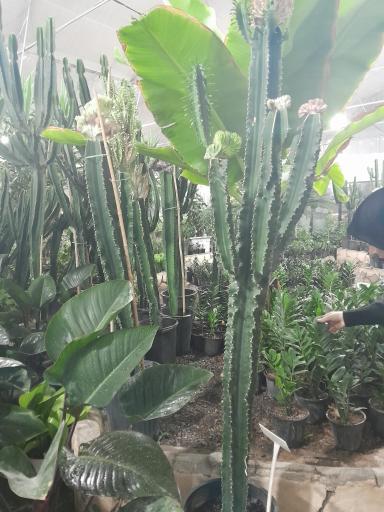 عکس گلخانه پردیس