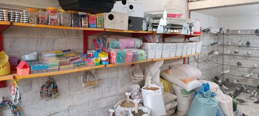 عکس پرنده فروشی و دان پرنده