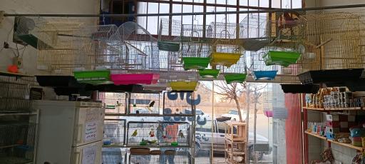 عکس پرنده فروشی و دان پرنده