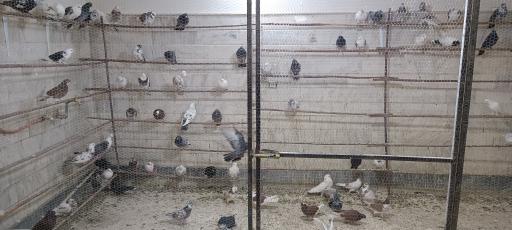 عکس پرنده فروشی و دان پرنده