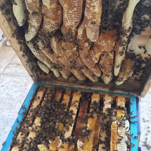 عکس عسل فروشی تقی زاده