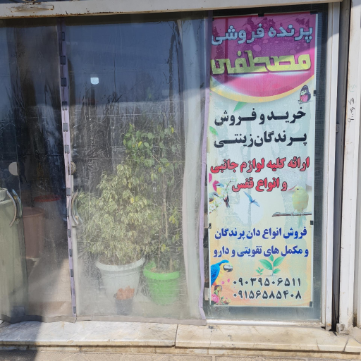 پرنده فروشی مصطفی صادقی 