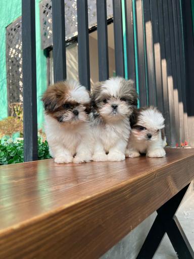 عکس پت شاپ فراز