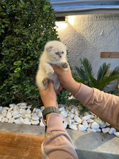 عکس پت شاپ فراز