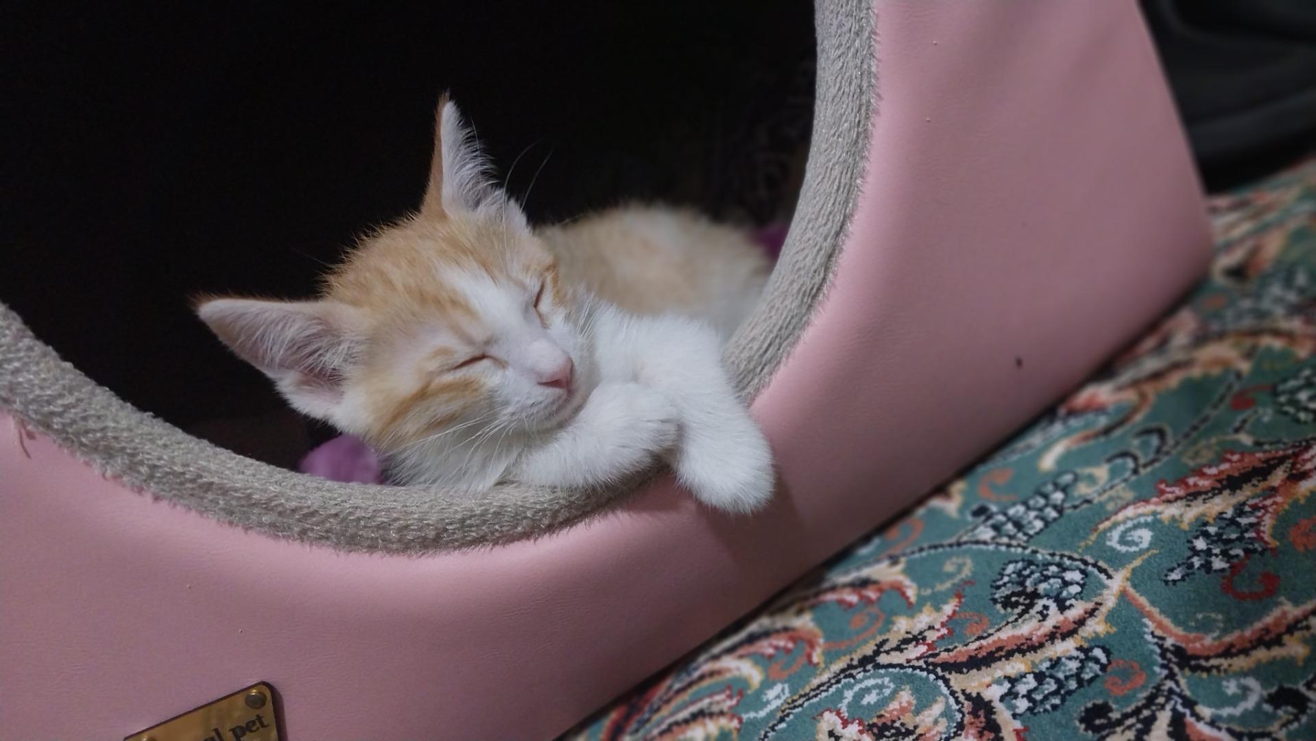 عکس پت شاپ چیکو پرند