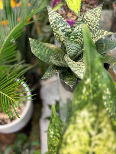 عکس نمایشگاه گل و گیاه مرتضی