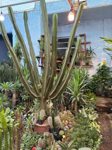 عکس نمایشگاه گل و گیاه مرتضی