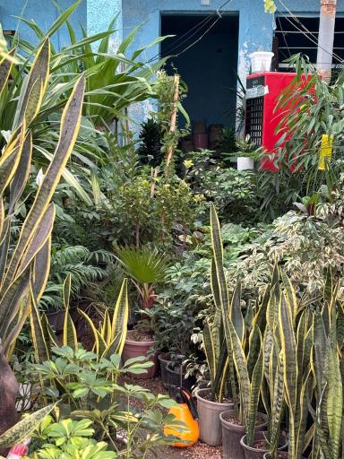 عکس نمایشگاه گل و گیاه مرتضی