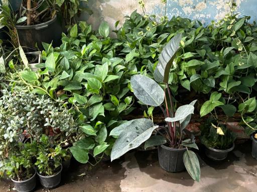 عکس نمایشگاه گل و گیاه مرتضی