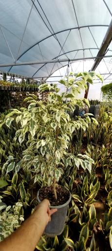 عکس مجموعه پرورشی قائم (عج)
