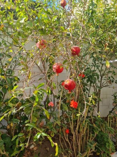 عکس کافه حس شیرین