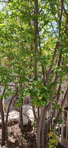 عکس کافه حس شیرین