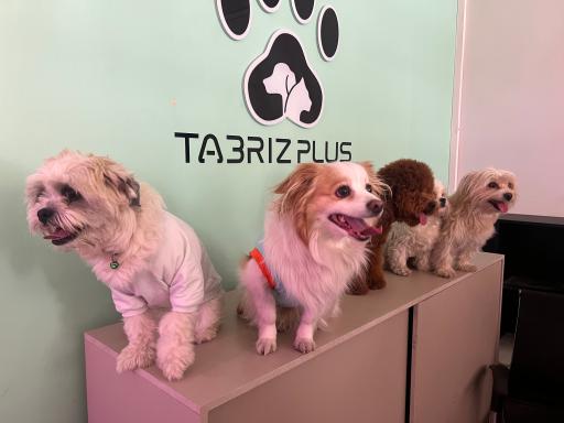 کلینیک شبانه روزی حیوانات خانگی تبریز پلاس