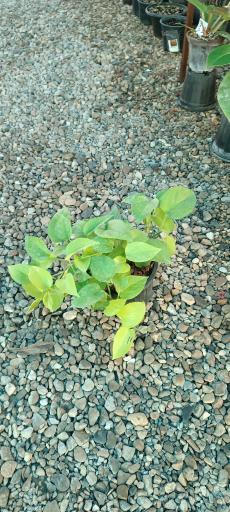 عکس گلخانه گلوریا (جعفری)