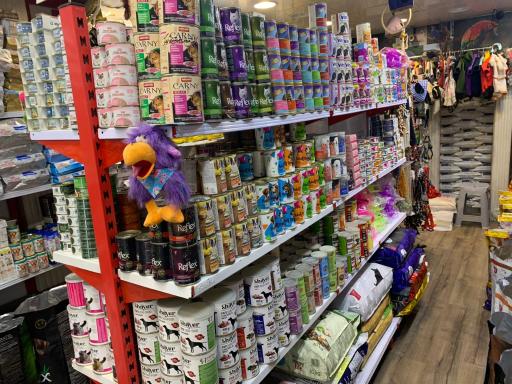 عکس پت شاپ پر طلایی امیر