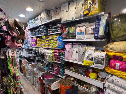 عکس پت شاپ پر طلایی امیر