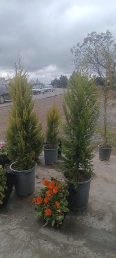 عکس گلخانه گلوریا (جعفری)