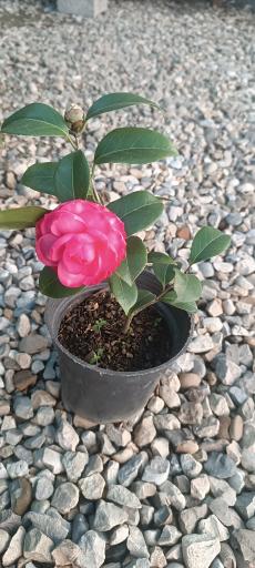 عکس گلخانه گلوریا (جعفری)