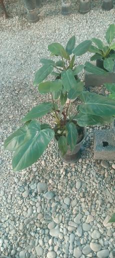 عکس گلخانه گلوریا (جعفری)