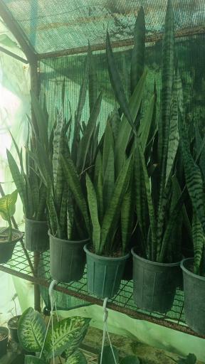 عکس گلخانه گلوریا (جعفری)