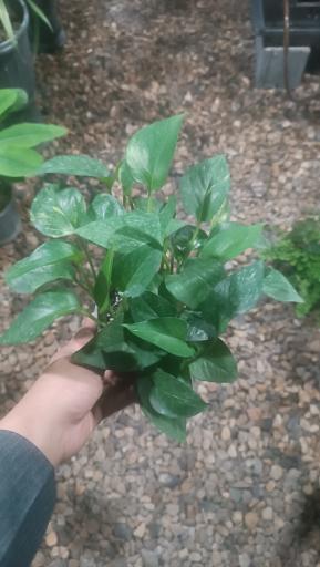 عکس گلخانه گلوریا (جعفری)