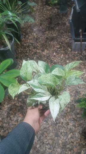 عکس گلخانه گلوریا (جعفری)