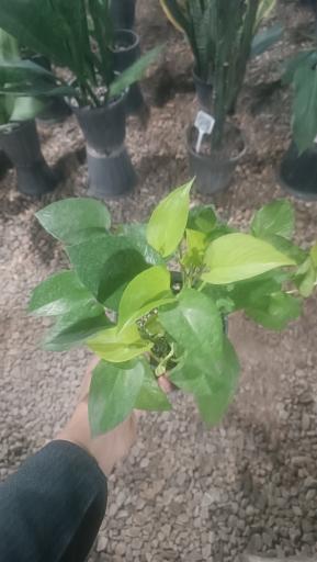 عکس گلخانه گلوریا (جعفری)