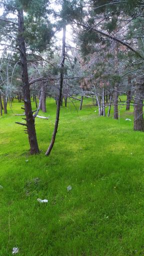 عکس پارک مادر