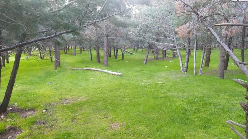 عکس پارک مادر