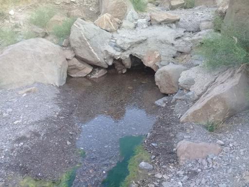 عکس دم روباه