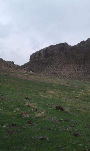 عکس دم روباه