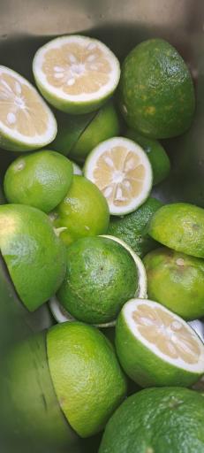 عکس کترينگ درباری