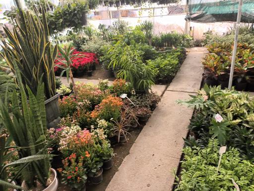 عکس گل باغ خورشید