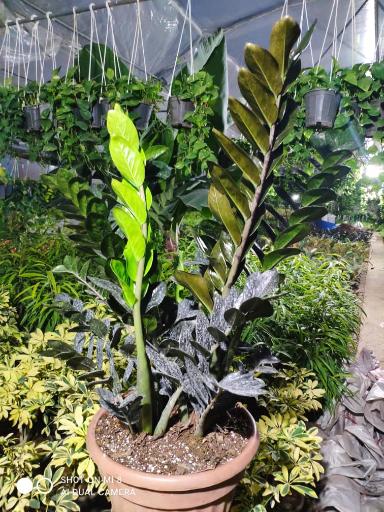 عکس گل باغ خورشید