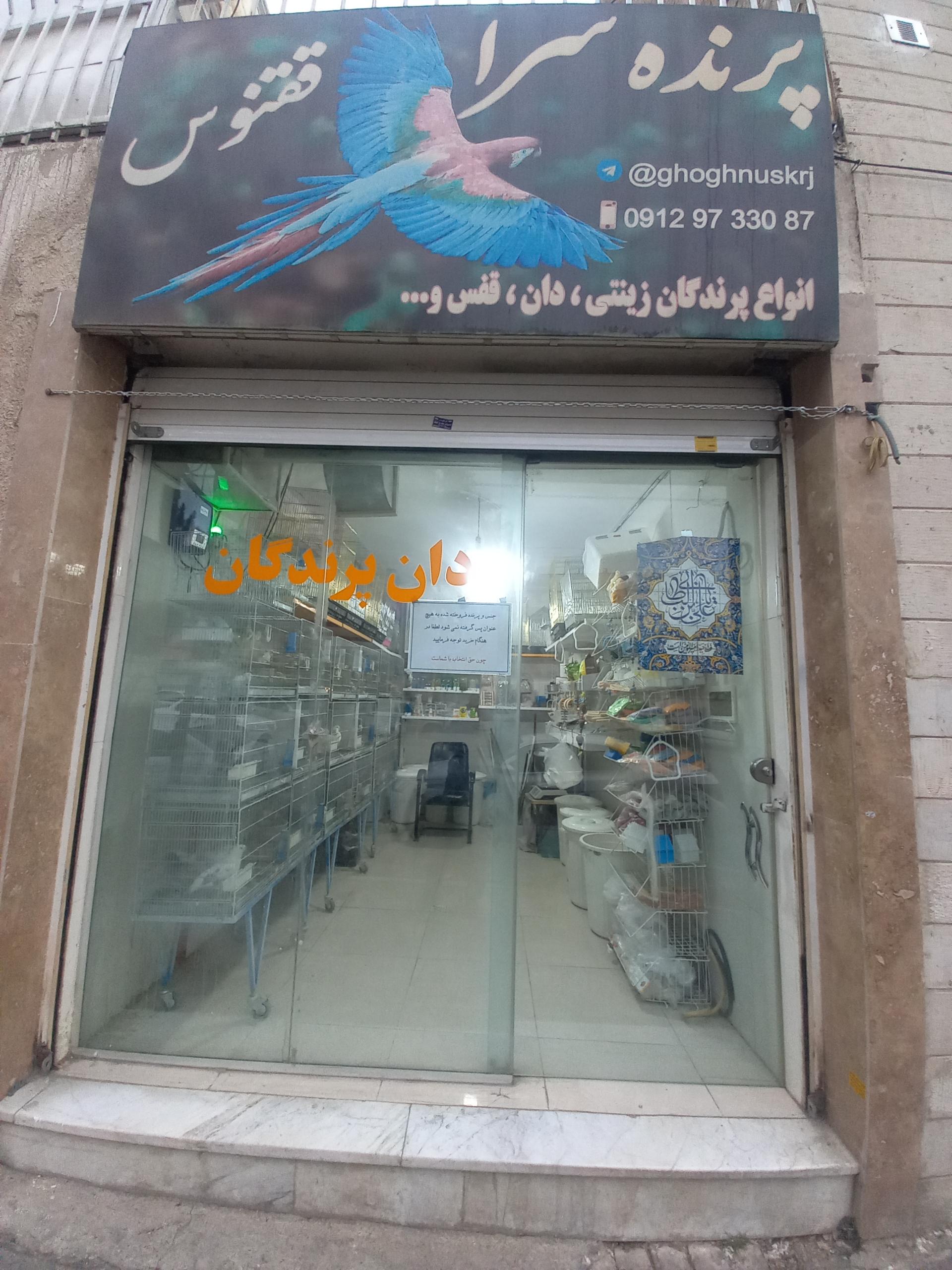 عکس پرنده سرا ققنوس 