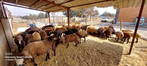 فروش دام زنده فتحی