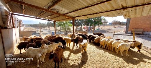 عکس فروش دام زنده فتحی