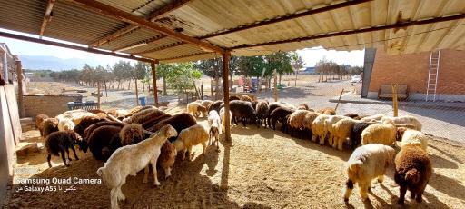 عکس فروش دام زنده فتحی