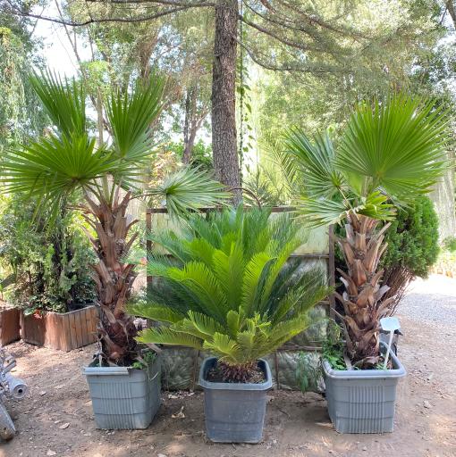 عکس نهالستان و گلخانه گل و گیاه بیات